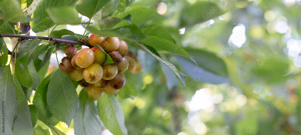 Rotten spoiled berry or fruit. Mold sweet cherries on tree in fruit garden. Spoiled berry. Diseases of trees. Gardening problems.