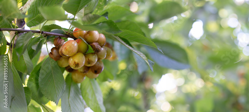 Obraz na płótnie Rotten spoiled berry or fruit. Mold sweet cherries on tree in fruit garden. Spoiled berry. Diseases of trees. Gardening problems. w salonie