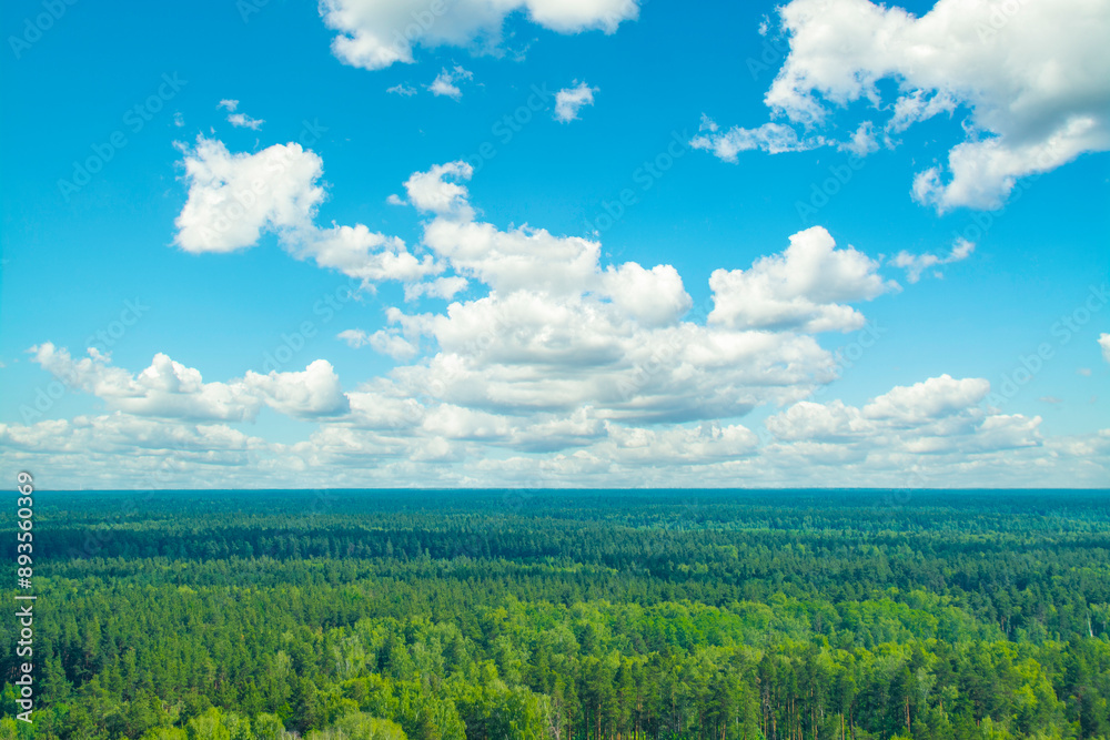 Fototapeta premium Panorama with coniferous forest and clouds. Top view of open spaces with treetops. Endless natural landscape.