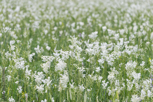 Filipendula ulmaria flowers growing on meadow, summer nature scenery with white meadowsweet close up, green blurred botanical background, soft focus, medical plants in flowering season photo