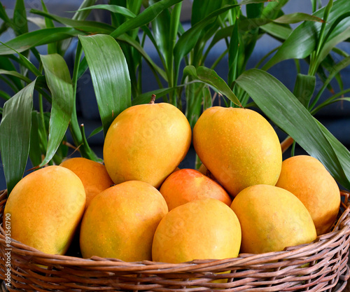 indian tasty Alphonso mangoes, india photo
