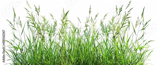 An isolated row of green grass blades with a clipping path on a white background © Mark