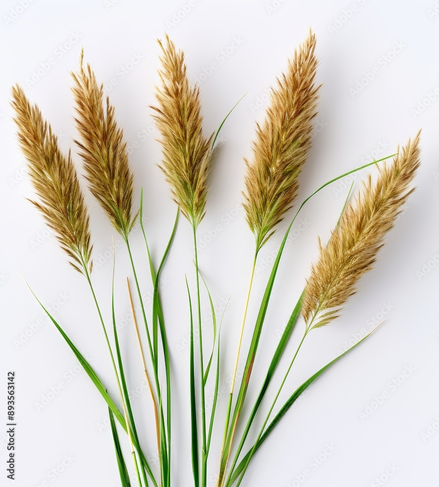 A clipping path of dry, yellow grass with seeds isolated on a white background and texture A clipping path of dry, yellow grass with seeds isolated on a white background and texture