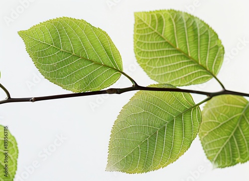 An isolated maclura pomifera branch with a leaf for Osage oranges, Maclura pomifera, on a white background photo