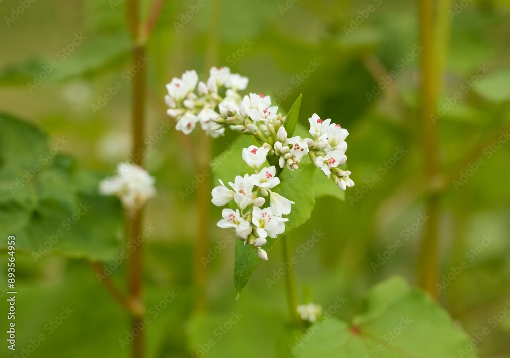 Flowering buckwheat lat. Fagopyrum esculentum known as common buckwheat. White flowers, straight stems and green leaves as natural blurred background. Flowering buckwheat lat. Fagopyrum esculentum known as common buckwheat. White flowers, straight stems and green leaves as natural blurred background.