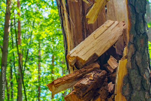 Close-up of a tree broken during a storm. A crack with protruding chips on a tree trunk.