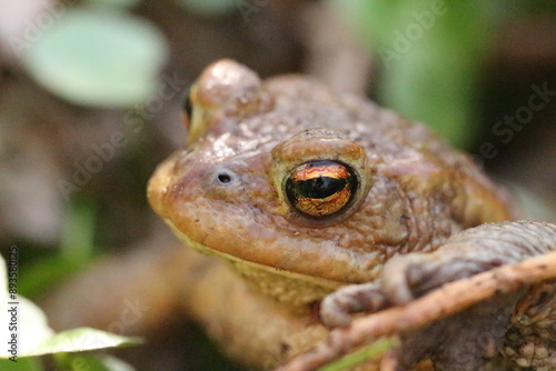 Toads eye