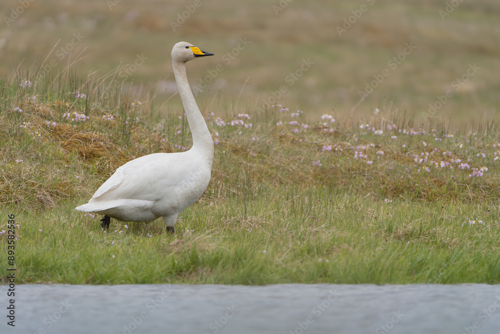 Obraz premium Whooper swan also known as the common swan - Cygnus cygnus - walking on green grass. Photo from Westfjords in Iceland.