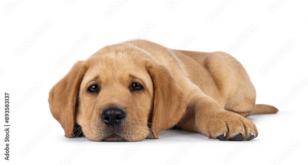 Cute 7 weeks old Labrador dog puppy, laying down facing front. Head down looking tired towards camera. Isolated on a white background. Cute 7 weeks old Labrador dog puppy, laying down facing front. Head down looking tired towards camera. Isolated on a white background.