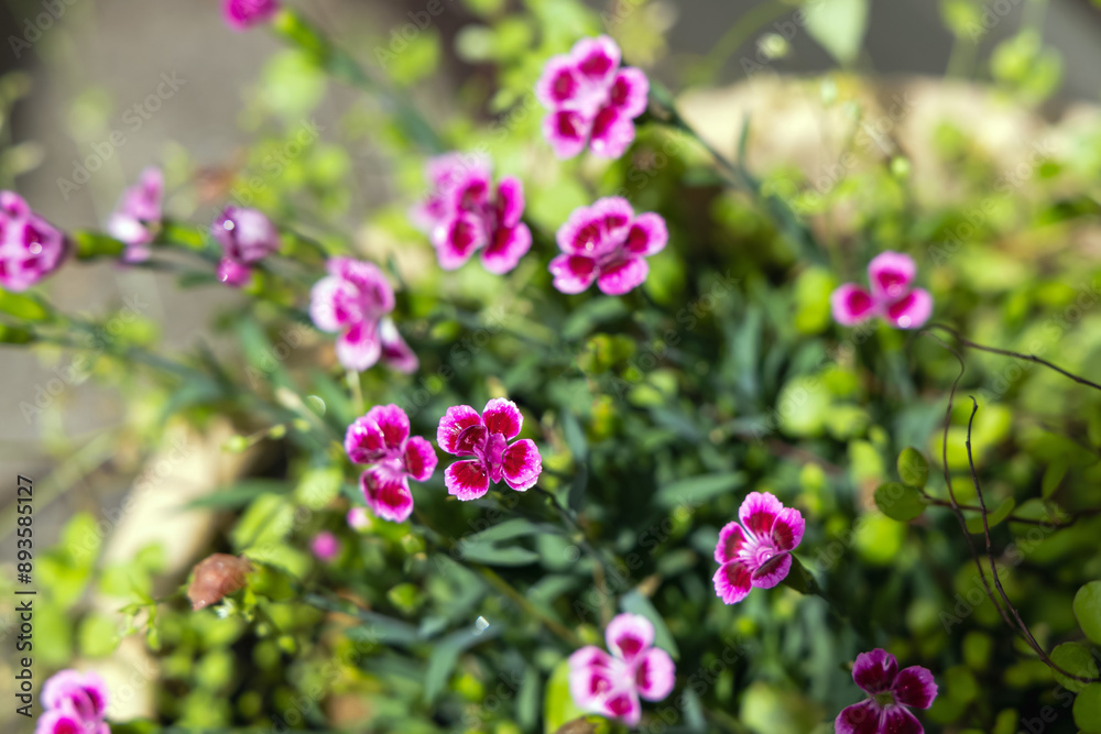 Beautiful bright background with purple carnations grass Beautiful bright background with purple carnations grass