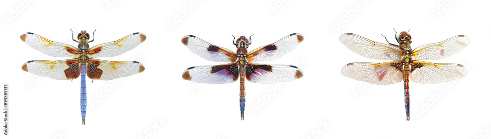 Abstract Dragonfly with Colored Lines. Abstract Dragonfly with Colored Lines.