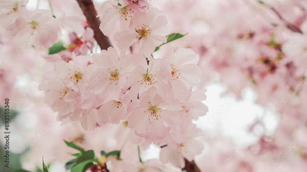 Japanese sakura cherry blossom flower blooming in spring background image for wallpaper horizontal Japanese sakura cherry blossom flower blooming in spring background image for wallpaper horizontal