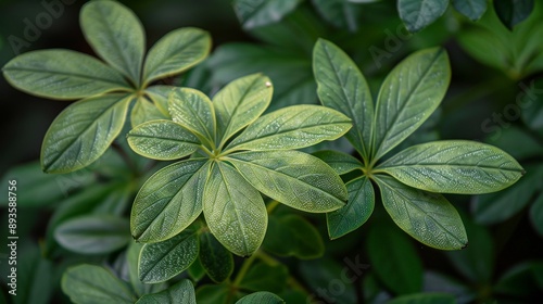 Close-up of a rare Rhaphidophora with its delicate leaf splits