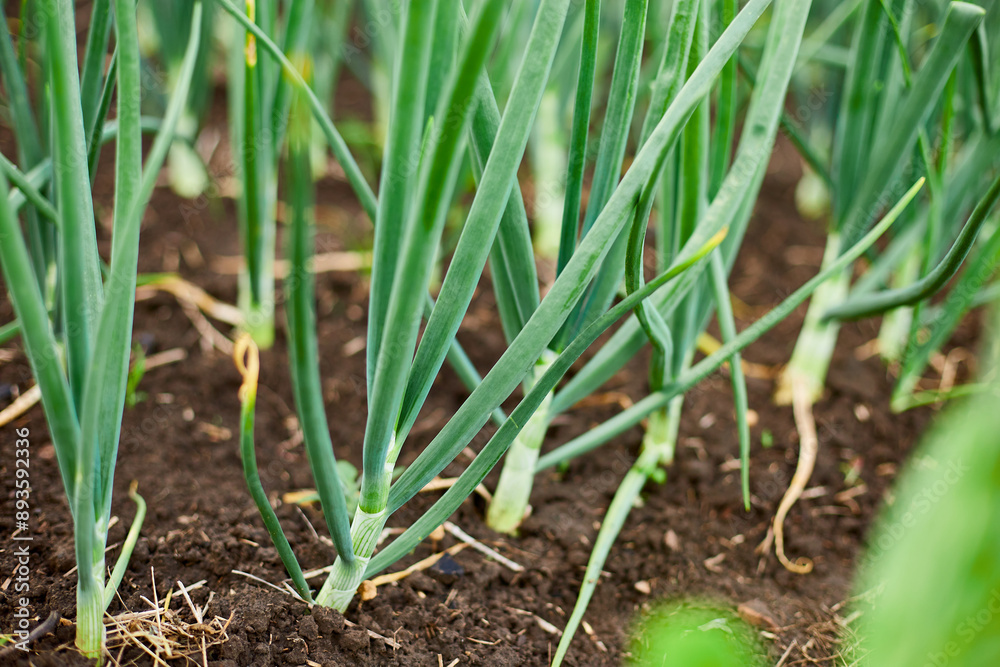 Rows of green onion plants growing in a garden bed with rich, dark brown soil. Rows of green onion plants growing in a garden bed with rich, dark brown soil.