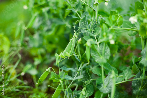 A close-up of green pea pods growing on a vine in a garden.