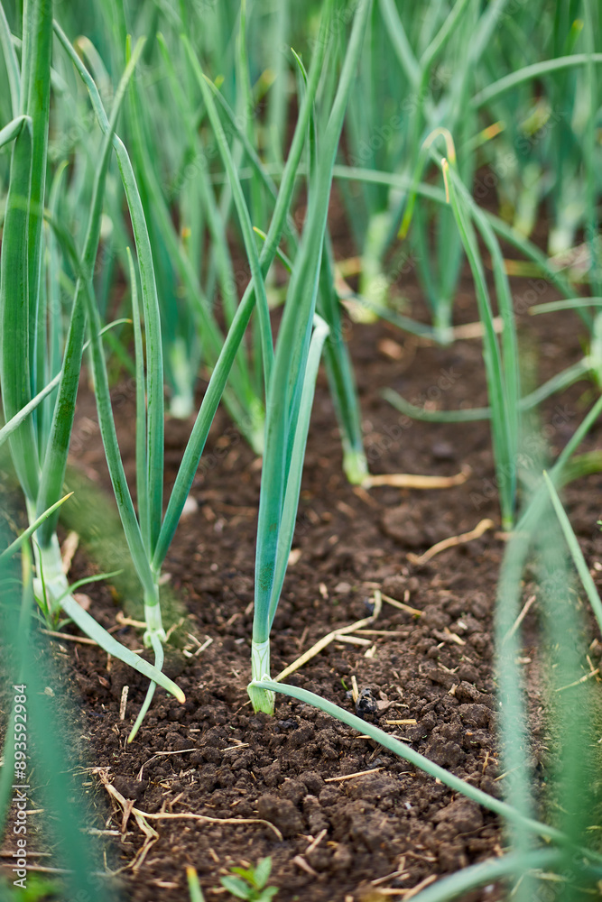 Rows of green onion plants growing in a garden bed with rich, dark brown soil. Rows of green onion plants growing in a garden bed with rich, dark brown soil.