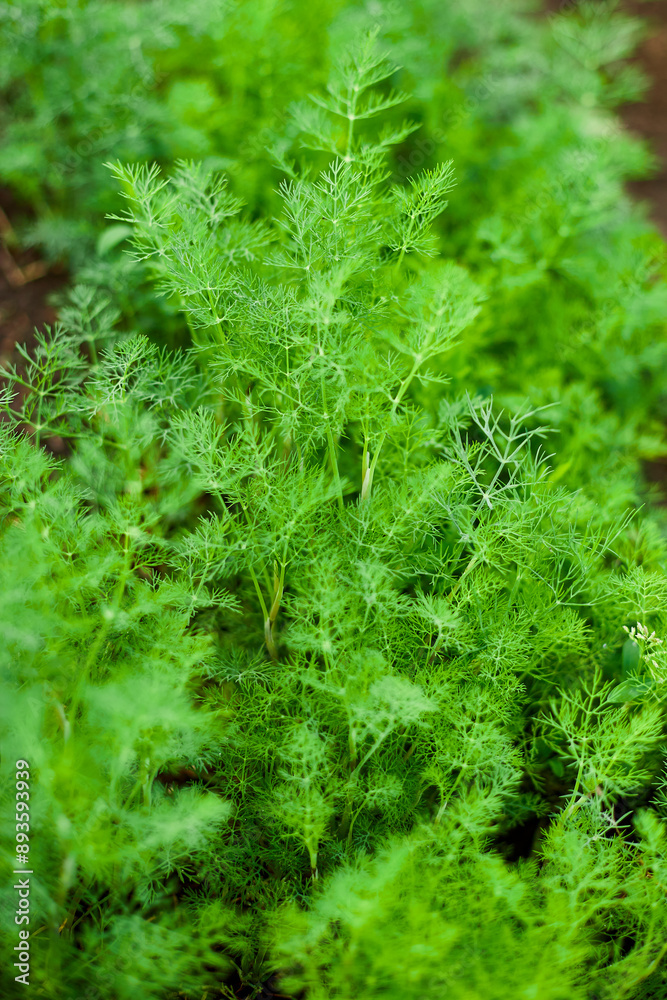 A close-up view of a patch of dill plants growing in a garden. The bright green foliage fills the frame, showing the intricate details of the plant. A close-up view of a patch of dill plants growing in a garden. The bright green foliage fills the frame, showing the intricate details of the plant.
