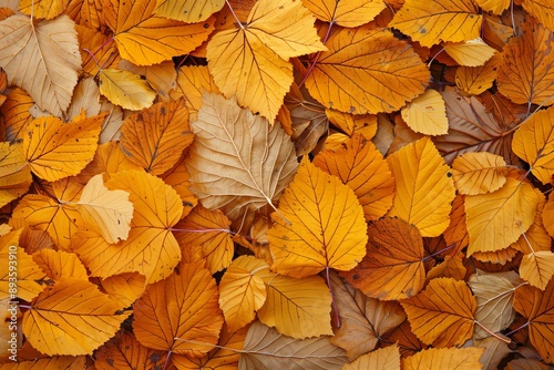 Vibrant Autumn Leaves Blanketing Forest Floor in Golden Splendor with Intricate Patterns and Color Contrasts Illuminated by Natural Light