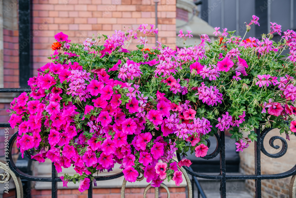 Fototapeta premium London Window Boxes with Bright Flowers