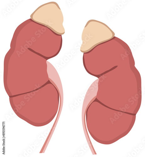 Human Kidney Anatomy Illustration