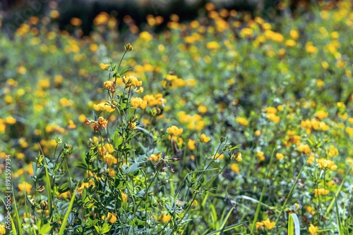 Beautiful wild flowers on a green meadow. High quality photo