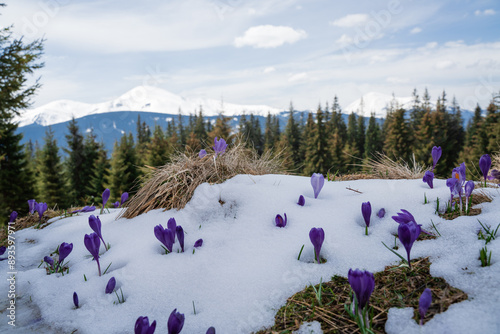 Beautiful spring landscape with snow and saffron flowers photo