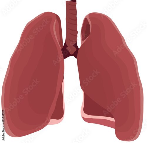 Human Lung Anatomy or Respiratory System Illustration