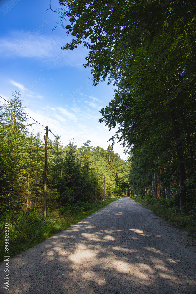 Naklejka premium A hiking trail through the Saxony Forest