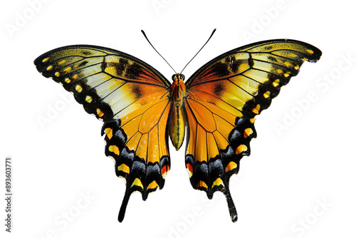 Majestic Butterfly on Transparent, png