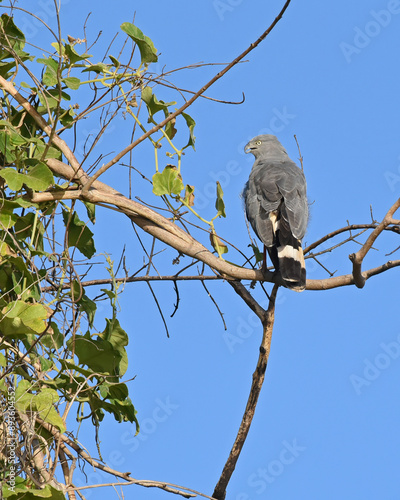 Crane hawk (Geranospiza caerulescens) perching in a tree photo