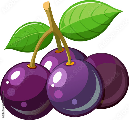 Fresh Jabuticaba on White Background - EPS Vector