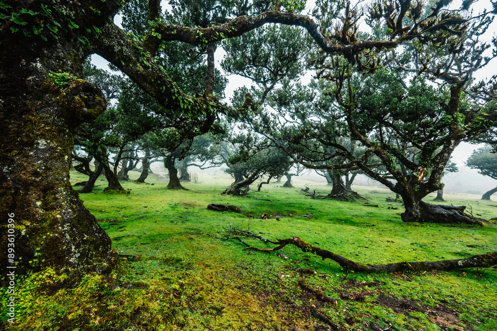 Fanal Forest. Misty forest in Fanal. Old laurel tree in laurel tree forest in madeira in Portugal Fanal Forest. Misty forest in Fanal. Old laurel tree in laurel tree forest in madeira in Portugal