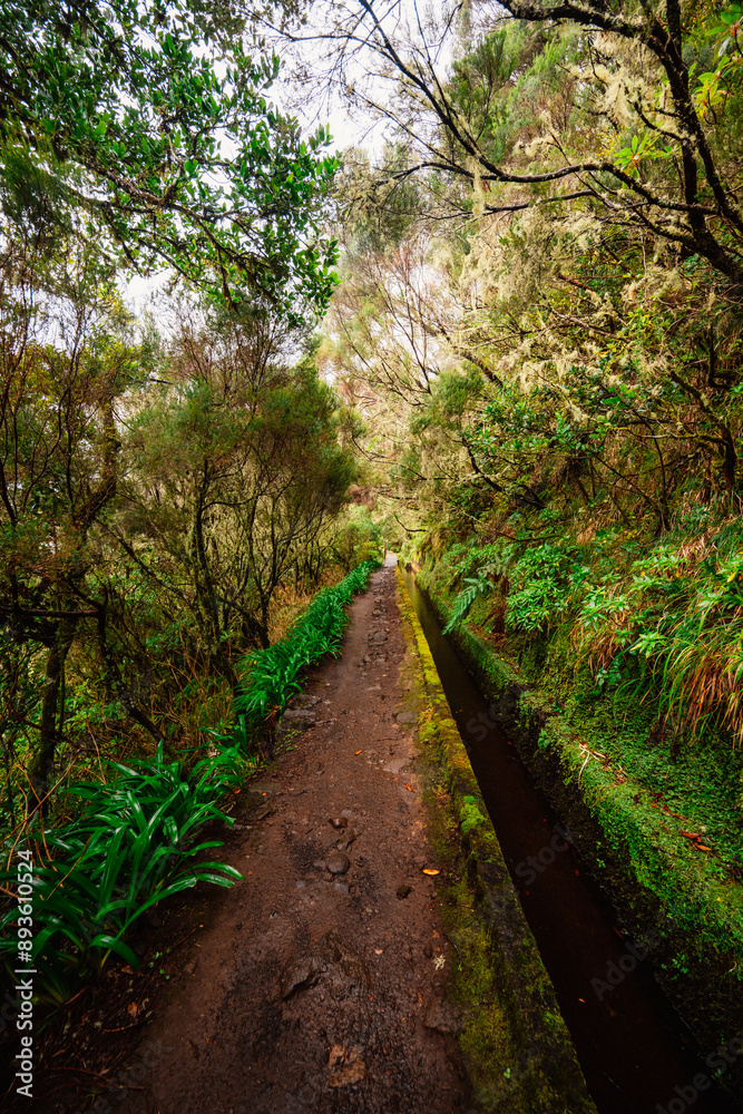 Magical misty green forest with waterfalls in Levada do Norte, Madeira island, Portugal. PR17 Pinaculo e Folhadal Magical misty green forest with waterfalls in Levada do Norte, Madeira island, Portugal. PR17 Pinaculo e Folhadal