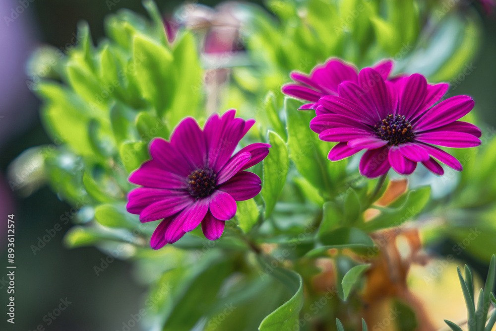 Obraz premium Beautiful bright background with purple Spanish daisies. High quality photo