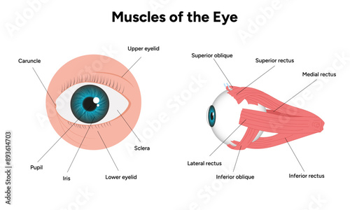 Muscles of the eye diagram medical infographic with human zoom eye