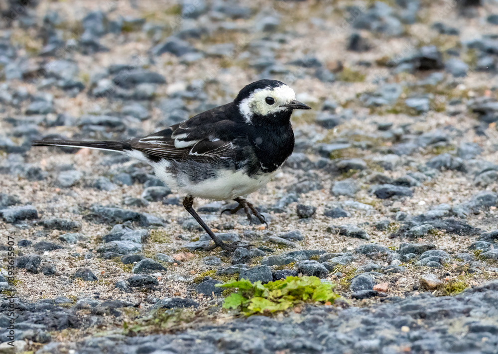 Pied wagtail bird on the pathway Pied wagtail bird on the pathway