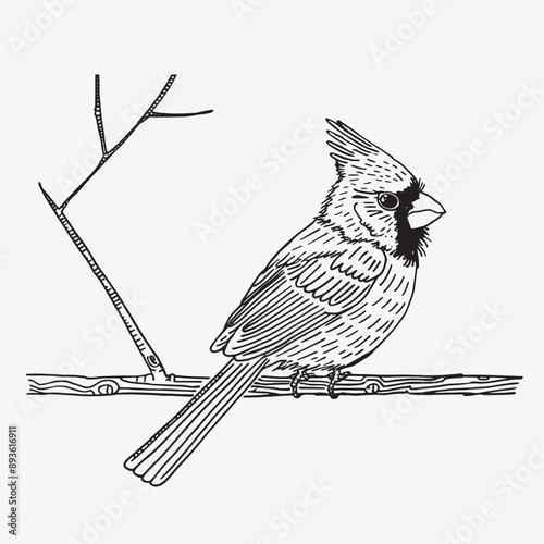 Hand drawn northern cardinal black and white vector illustration.
