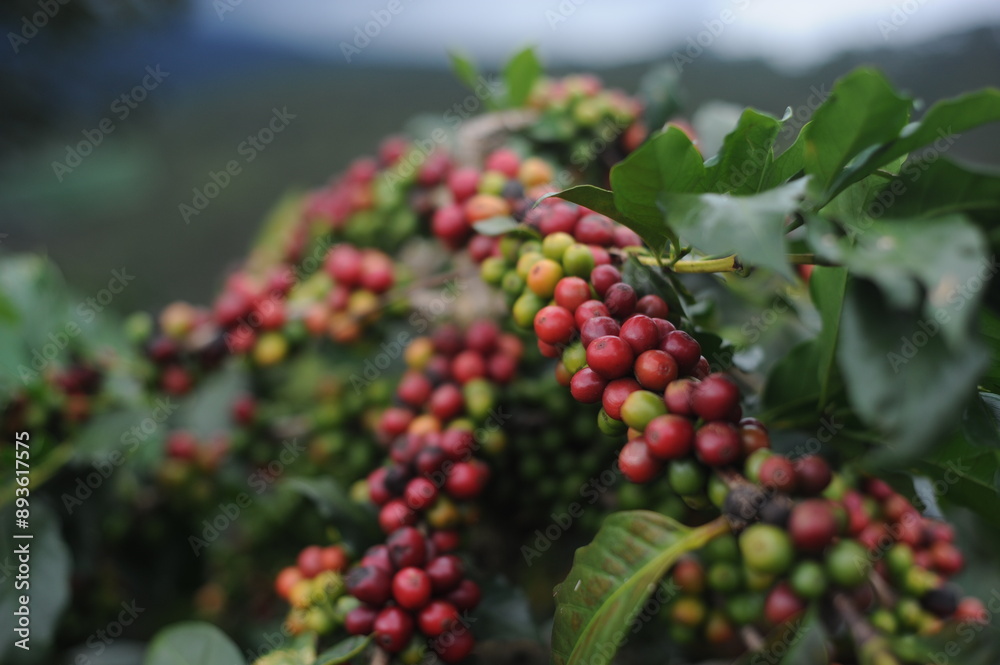 coffee berries on a branch coffee berries on a branch