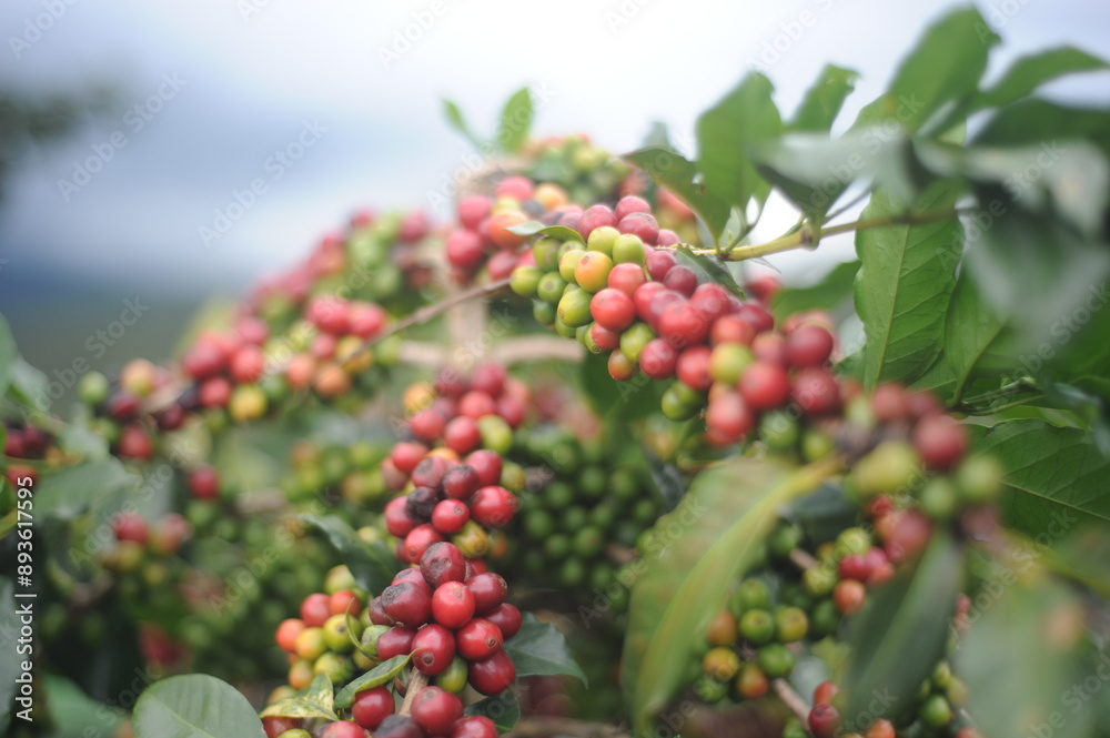 coffee berries on a branch coffee berries on a branch
