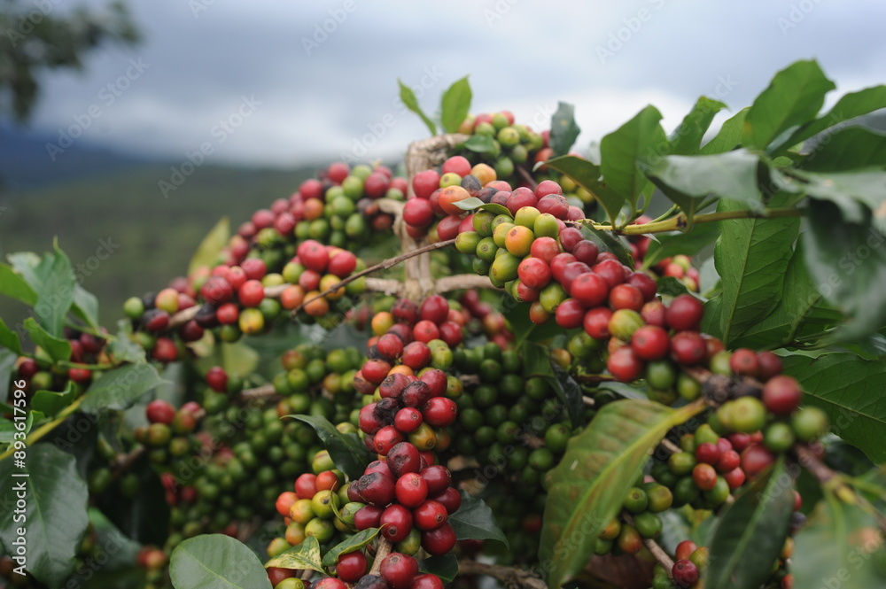 Obraz premium coffee berries on a branch