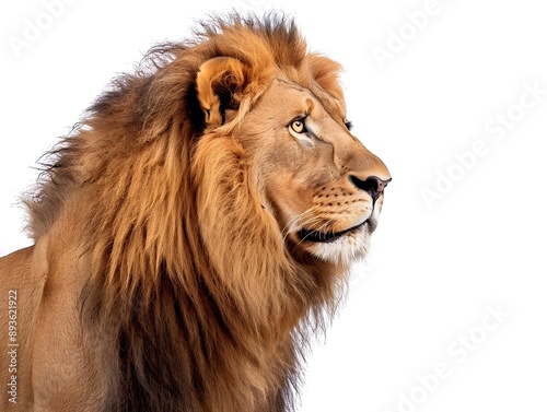 Majestic Lion With Full Mane Isolated on White Background