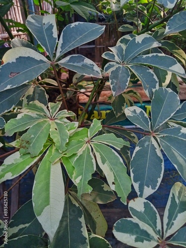 Randu varigata tree plant green leaves with white patterns photo