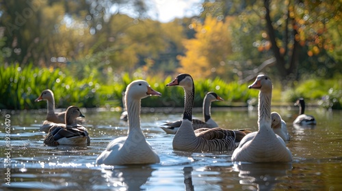 Pond with Ducks and Geese in Peaceful Coexistence on the Farm