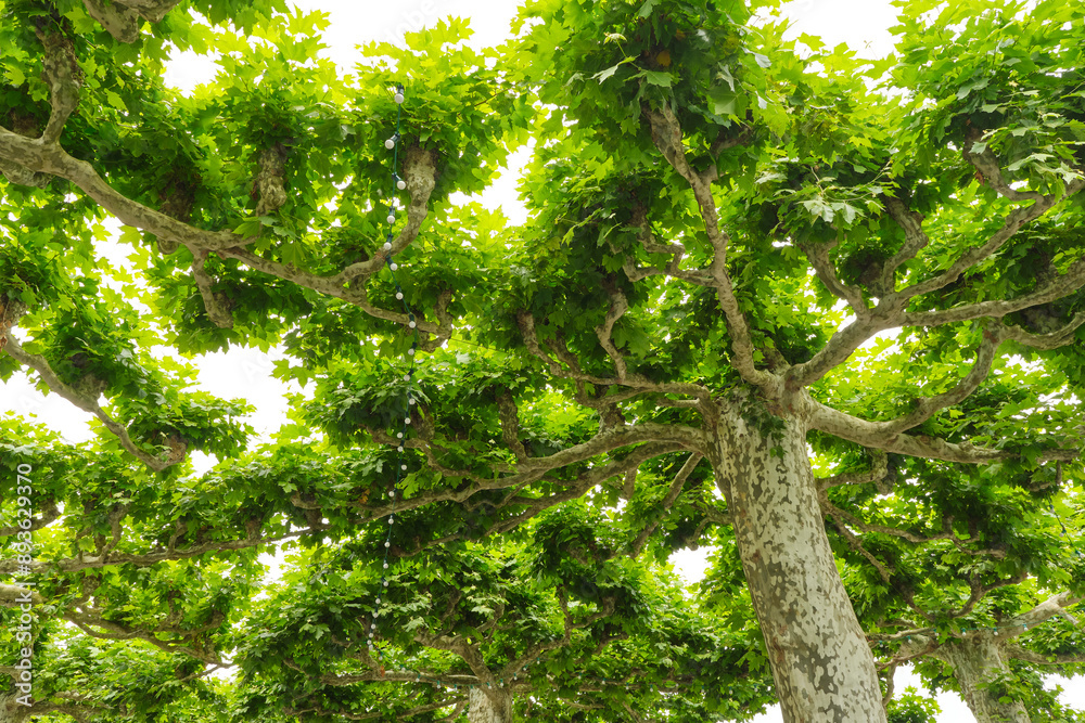 Fototapeta premium Canopy of plane trees or Platanus trees providing shade over a square in Saint-Céré Lot Occitanie Southern France in summer