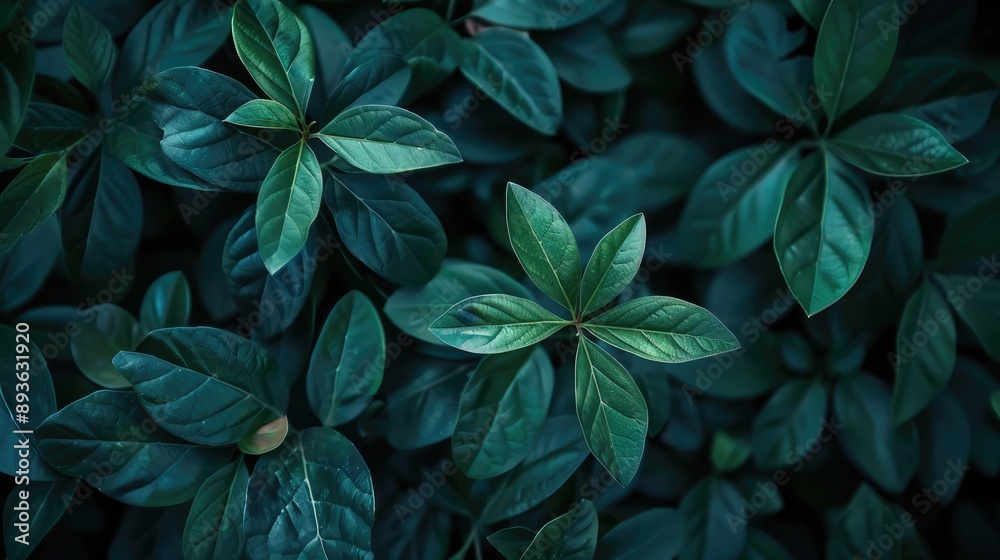 Close-up of evergreen leaves as dark botanical background