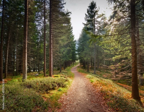 Trail in the forest. Long trail in the autumn coniferous wild forest in the fall. Spruce and pine background