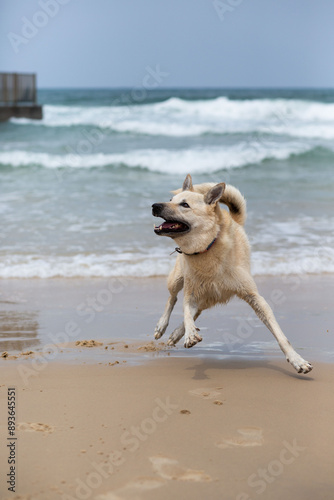 Joyful dog running on the beach with waves in the background, capturing motion and happiness, perfect for travel and pet-themed content.