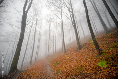 forest in mountains Karkonosze photo