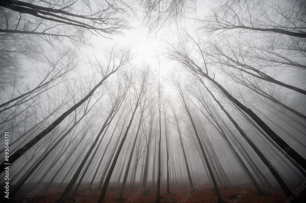 Obraz premium forest in mountains Karkonosze