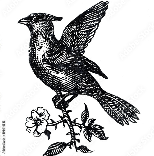 A woodcut of the crow with its beak open, on an old page from ancient book	